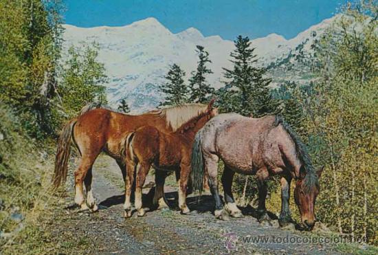 Postales: Postal - catalunya tipica - magi su&ntilde;e - posta sol - 68 - Foto 1