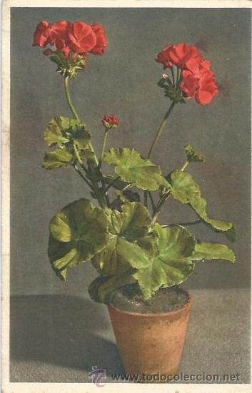 Postales: :::: PH694 - POSTAL - GERANIUM - Foto 1