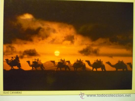 Postales: POSTAL 21 CARAVANA DROMEDARIOS - Foto 1