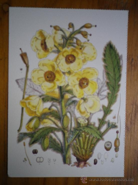 Postcards: POSTAL FLORES Y PLANTAS  HISTORIA NATURAL DEL MUSEO DE LONDRES