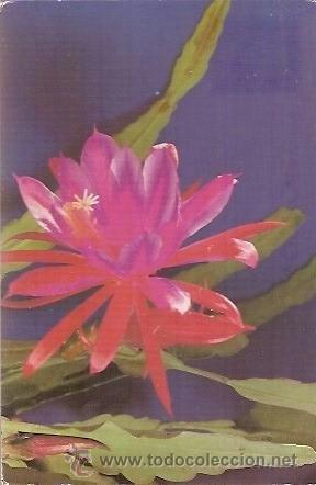 Postales: POST CARD CACTUS ESCRITA 1985 - Foto 1