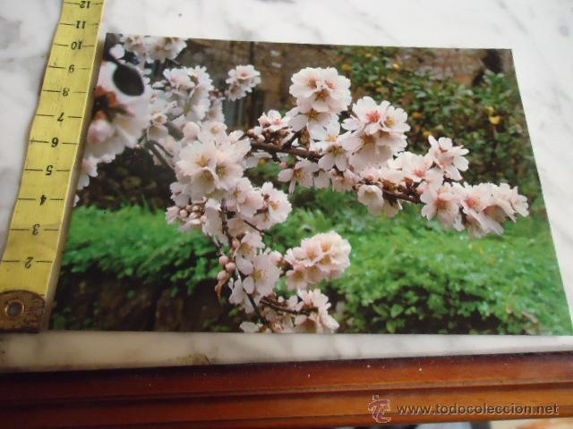 Postales: antigua postal - mallorca n 181 flor del almendro - Foto 1