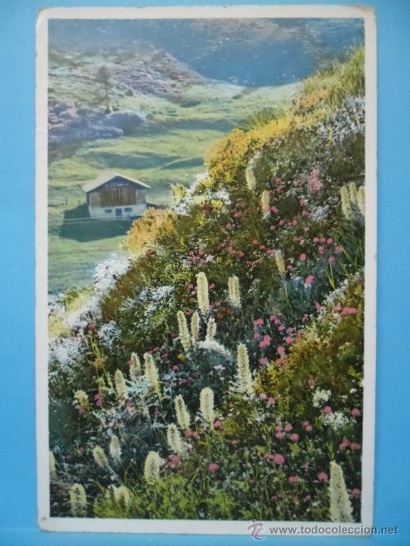 Postcards: POSTAL DIBUJO FLORES - COLECCION ALPENFLORA - CAMPANULA THYSOIDEA - SERIE 580 - N&ordm; 1486