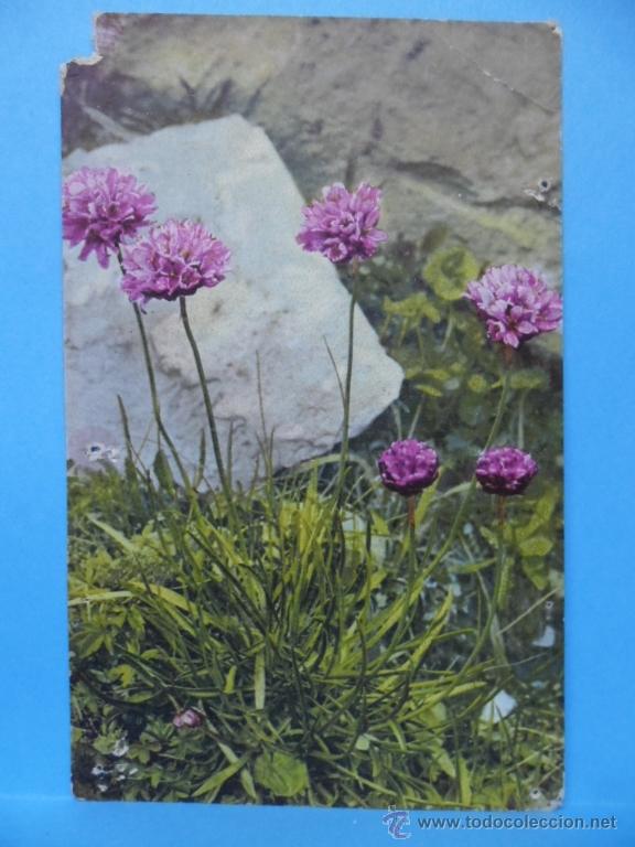 Postcards: POSTAL DIBUJO FLORES - COLECCION ALPENFLORA - ARMERIA ALPINA - SERIE 570 - N&ordm; 1425