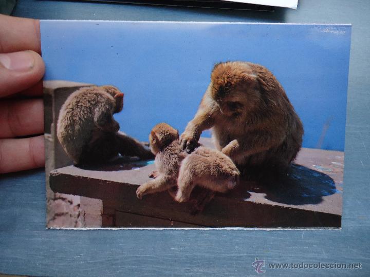 Cartes Postales: postal pe&ntilde;&oacute;n de Gibraltar provincia de cadiz