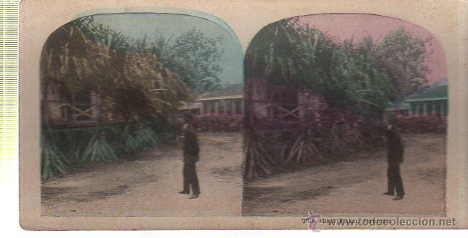 Postales: POSTAL STEREOSCOPIC. THE ROOT PALM. PANAMA. - Foto 1