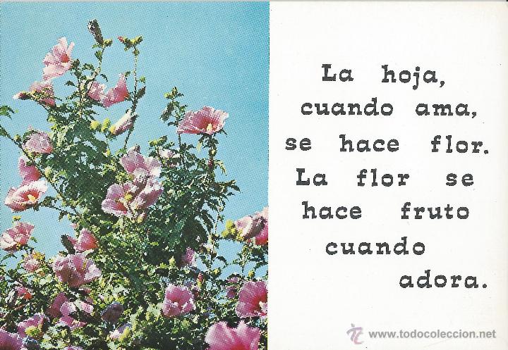 Postales: BONITA POSTAL AFA PENSAMIENTO..LA HOJA CUANDO AMA SE HACE FLOR SE HACE FRUTO CUANDO ADORA