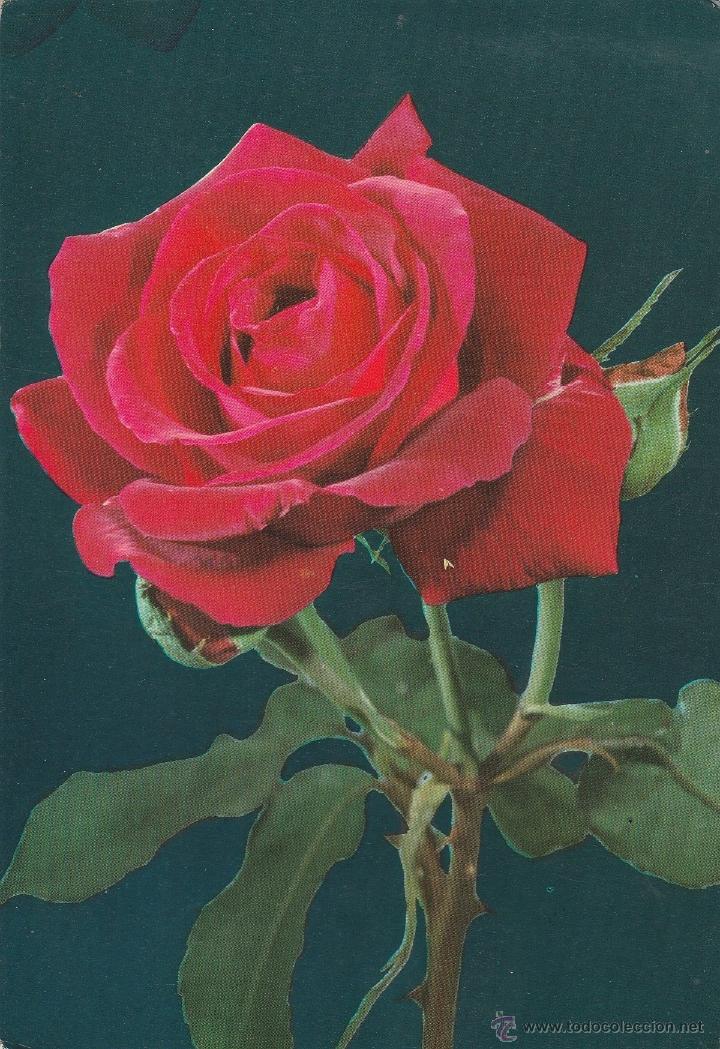 Postales: N&ordm; 18427 POSTAL FLORES ROSA - Foto 1