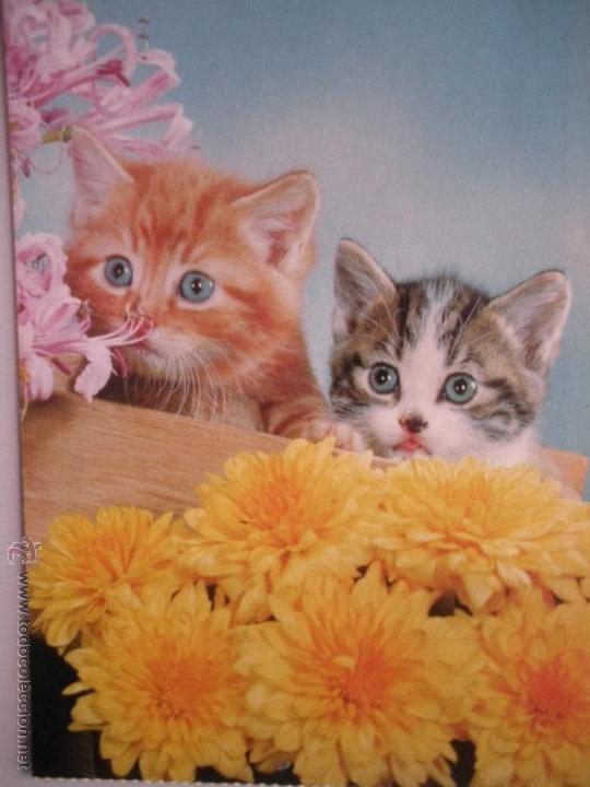 Postales: - MAGNIFICA POSTAL DE LOS A&Ntilde;OS 70 - GATITOS - SIN CIRCULAR - - Foto 1