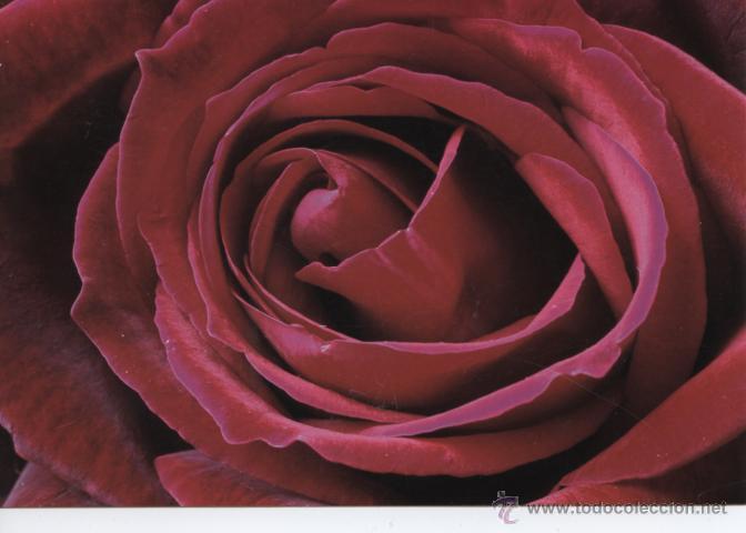Postales: POSTAL FLORES + ROSA - Foto 1