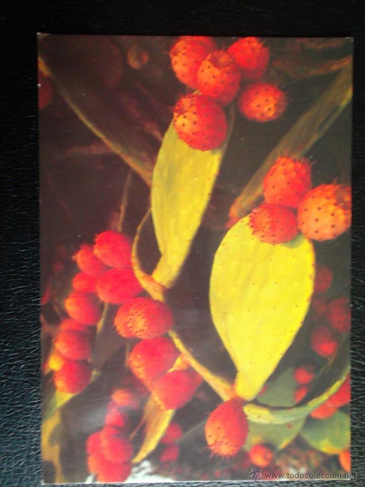 Postales: Formentera (Baleares). Cactus. Usada - Foto 1
