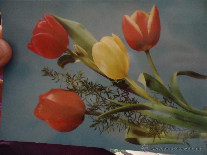 Postales: postal flores tulipanes - Foto 1