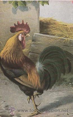 Cartoline: GALLO - RAPHAEL TUCK Y SONS OILETTE - TUCKS POST CARD - GERMANI - A&Ntilde;OS 50