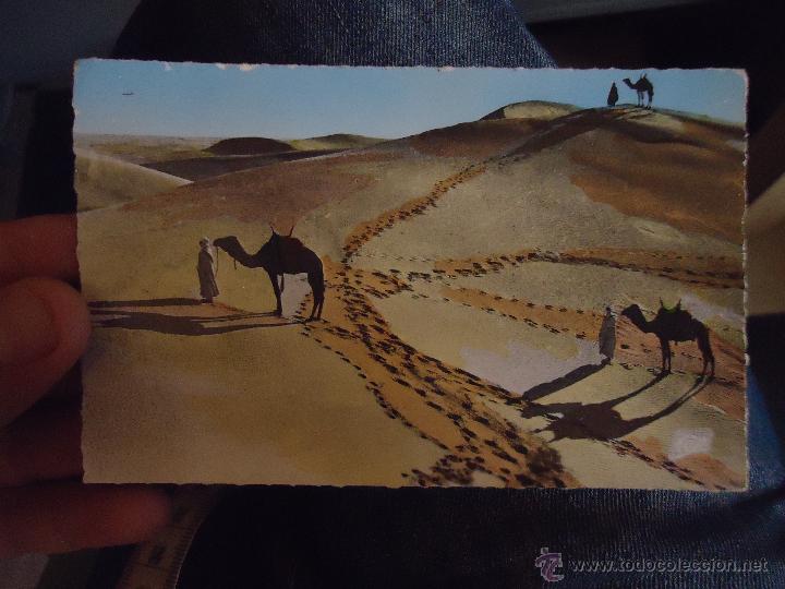 Postales: ANTIGUA POSTAL  DESIERTO  CAMELLOS - Foto 1