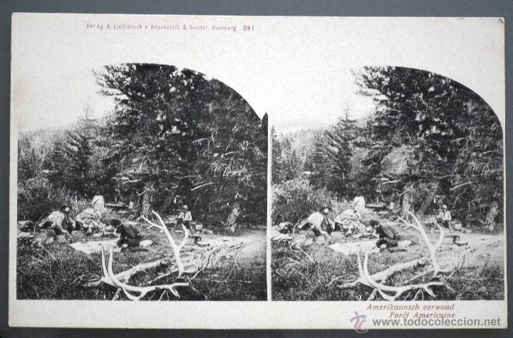 Postales: POSTAL ESTEREOSC&Oacute;PICA DE UN BOSQUE AMERICANO. VERLAG & LICHTDRUCK V. KNACKSTEDT & NATHER