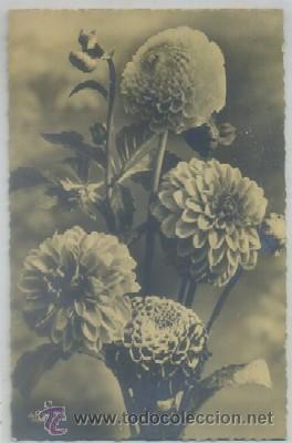 Postais: POSTAL DE FLORES   P-FLORES-018