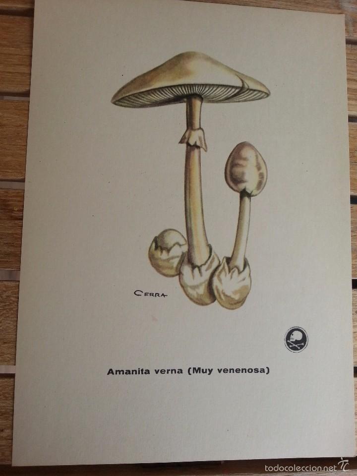 Postkarten: LAMINA LABORATORIO AMOR GIL.PRINCIPIOS DE LOS A&Ntilde;OS 60.DIBUJO DE CERRA.SETA AMANITA VERNA