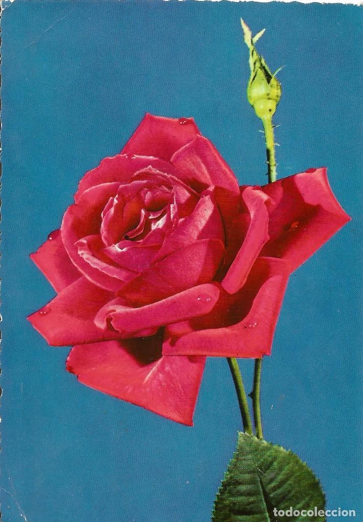 Postales: :::: PV234 - POSTAL - PRECIOSA ROSA - Foto 1