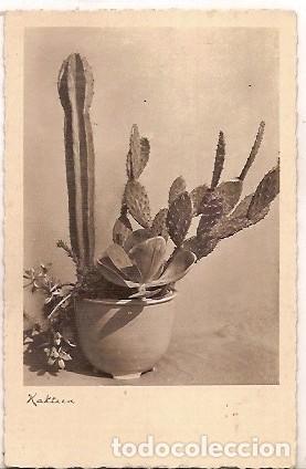 Postales: ANTIGUA POSTAL 788 NPG ESCRITA CACTUS - Foto 1