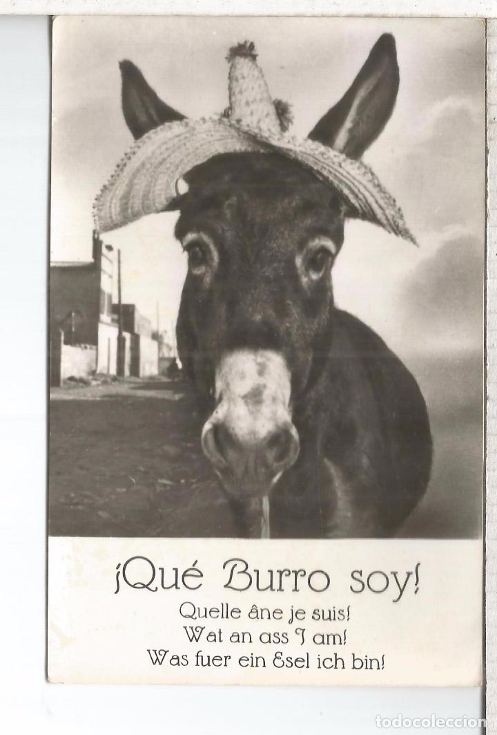 Postales: BURRO DONKEY ESCRITA ESTARTIT - Foto 1