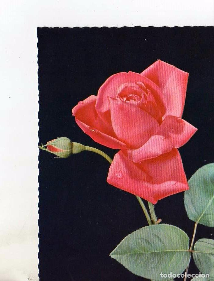 Postales: POSTAL DE ROSAS - Foto 1