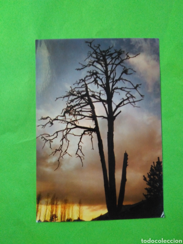 Postales: POSTAL BERGA PI DE LES TRES BRANQUES - Foto 1