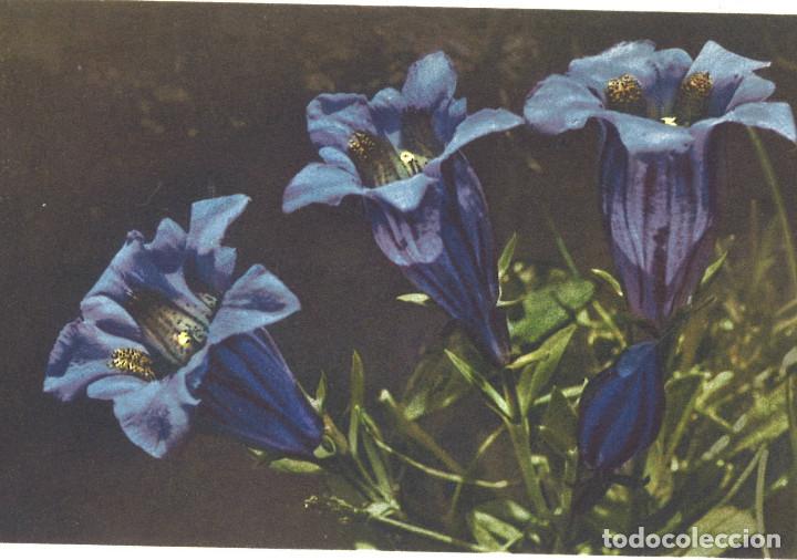 Postales: Gentiana Kochiana. Coloreada, sin circular.