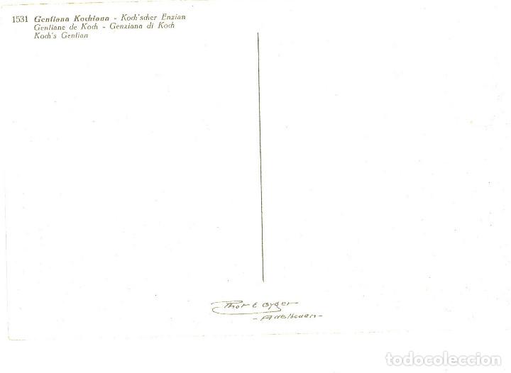Postales: Gentiana Kochiana. Coloreada, sin circular. - Foto 2