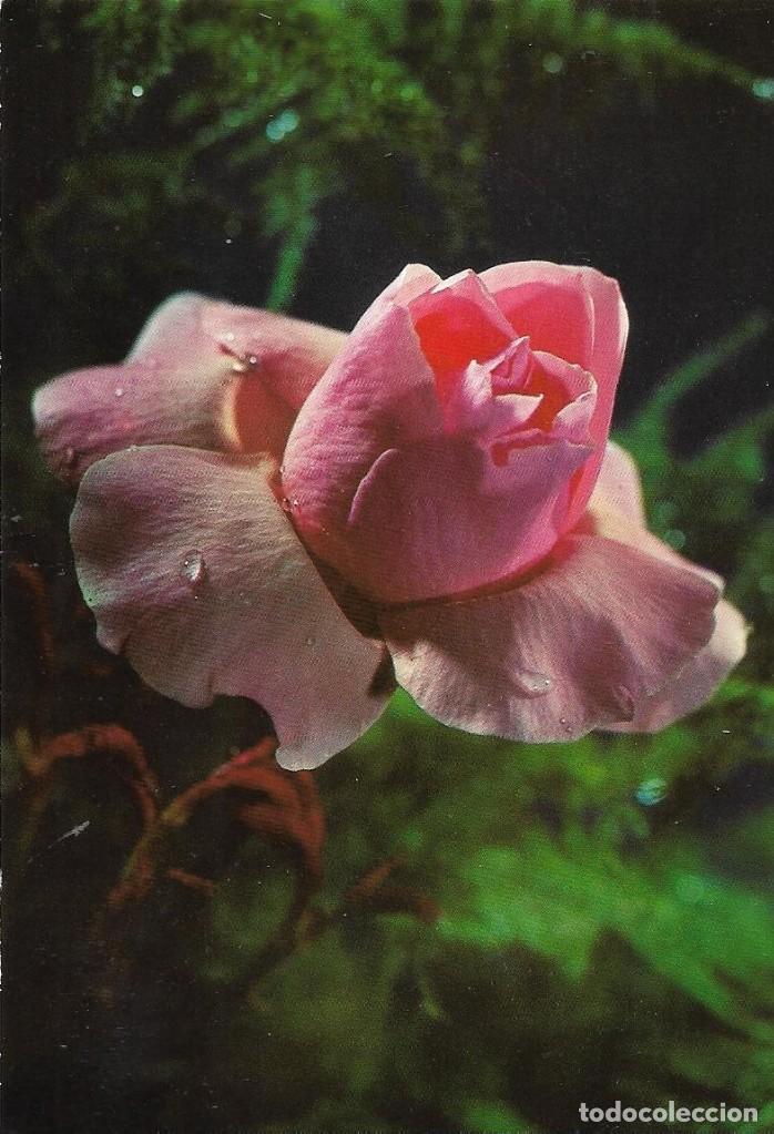 Postales: :::: VF443 - POSTAL - BONITA ROSA - Foto 1