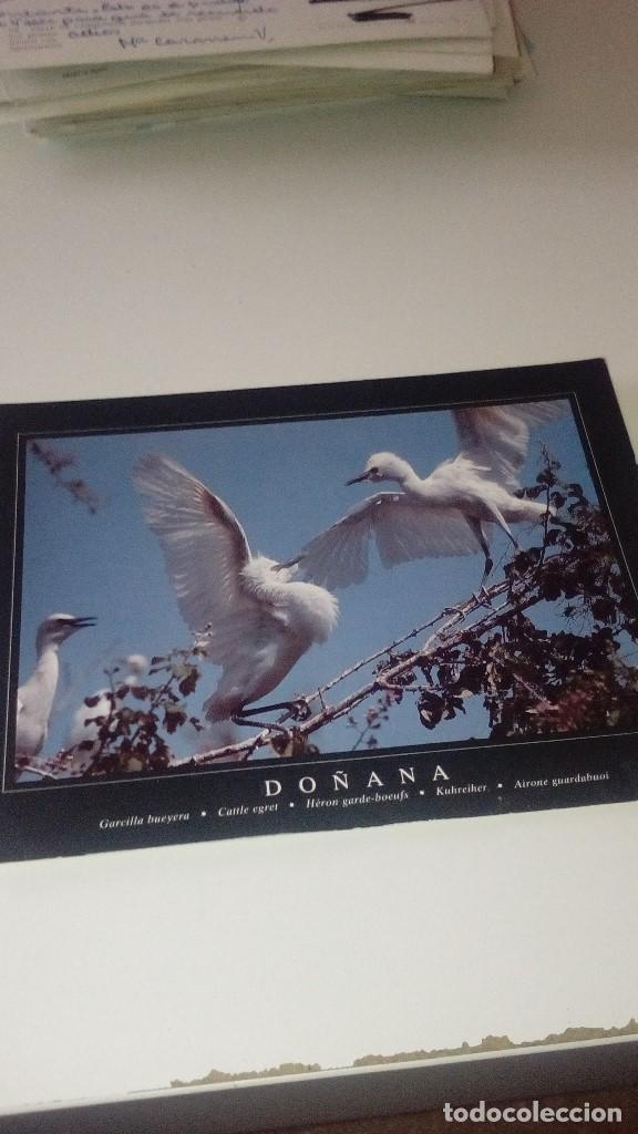 Cartes Postales: C-270318 POSTAL PARQUE NACIONAL DO&Ntilde;ANA