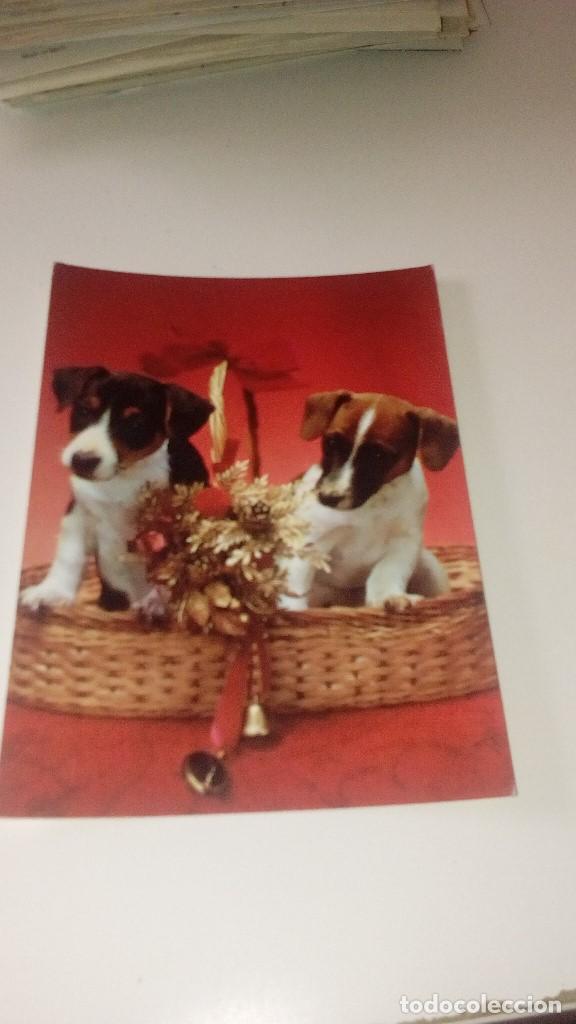 Cartes Postales: C-270318 POSTAL ESCRITA POR DETRAS 483 CACHORRO DE PERROS