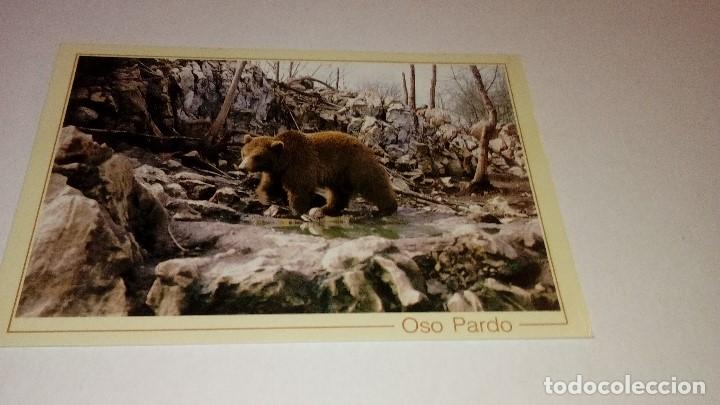Cartes Postales: 9c-cd05 POSTAL N&ordm; 254 OSO PARDO