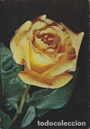 Postcards: POSTAL - FLOR - ROSA - N&ordm; 258 - ED. CECAMI - ITALIA - ESCRITA
