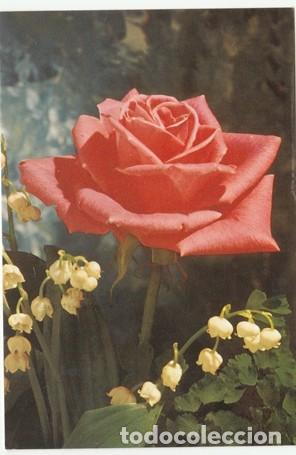 Postcards: POSTAL - FLOR - ROSA - N&ordm; 7991 D - ED. C Y Z - A&Ntilde;O 1980 - ESCRITA