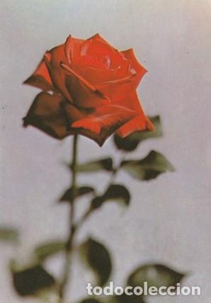 Postcards: POSTAL - FLOR - ROSA - S/N&ordm; - ED. LA CORDEE - FRANCIA - ESCRITA Y FECHADA EN EL A&Ntilde;O 1977 -