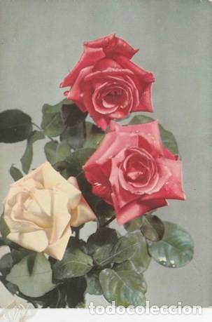 Postcards: POSTAL - FLOR - TRES ROSAS - N&ordm; 905 / 4 - ED. AR - ITALIA  - ESCRITA Y FECHADA EL A&Ntilde;O 1958 -