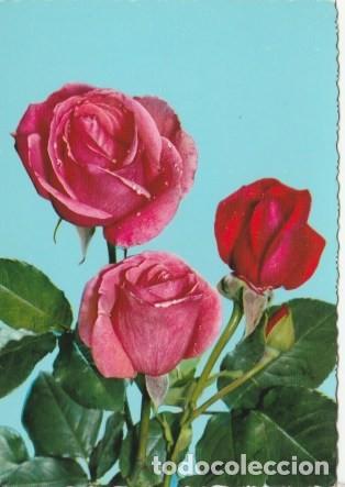 Postcards: POSTAL - FLOR - TRES ROSAS - N&ordm; 6568  - ED. C Y Z  - ESCRITA  -  A&Ntilde;O 1964 -