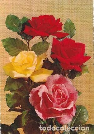 Postcards: POSTAL - FLOR - CUATRO ROSAS - N&ordm; 804 - ED. CECAMI - ITALIA - ESCRITA Y FECHADA EL A&Ntilde;O 1972