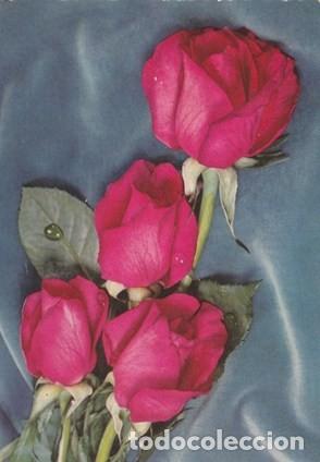Postcards: POSTAL - FLOR - CUATRO ROSAS - N&ordm; 6037 - ED. C Y Z - ESCRITA Y FECHADA EL A&Ntilde;O 1956