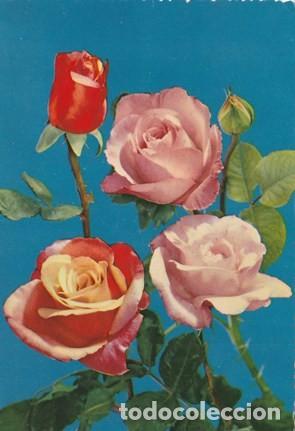Postcards: POSTAL - FLOR - CUATRO ROSAS - N&ordm; 13055 / A - ED. - ESCRITA Y FECHADA EL A&Ntilde;O 1961