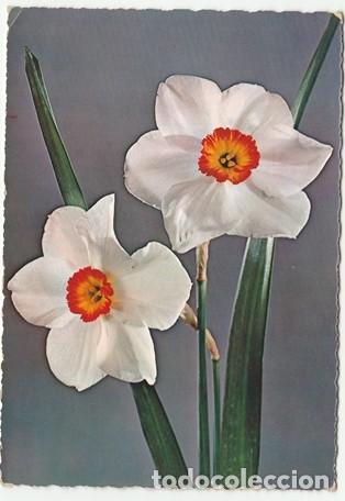 Postcards: POSTAL - FLORES  - N&ordm; 227 - ED. CECAMI  - ITALIA  - ESCRITA Y FECHADA EN EL A&Ntilde;O 1967 -