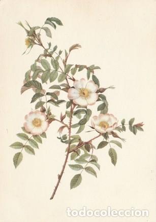 Postcards: POSTAL - FLORES - N&ordm; 473 - REDOUTE - ROSA REDUTEA GLAUCA - ED. FERNAND HAZAN - FRANCIA - NUEVA -