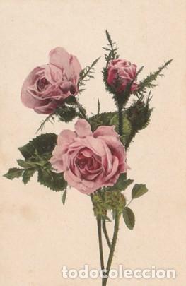 Postcards: POSTAL - FLORES - N&ordm; 492  - PHOTO KUNSTDRUCK  - NUEVA -