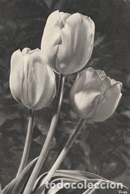 Postcards: POSTAL - FLORES - TULPEN  - POPP VERLAG HEIDELBERG - AUFNAHME - NUEVA