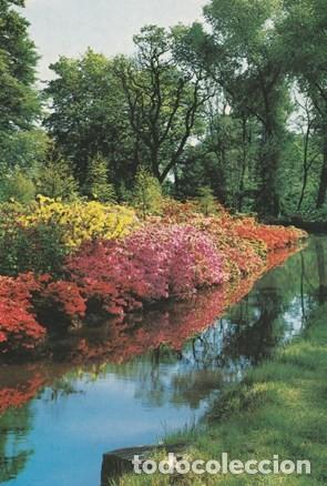 Postcards: POSTAL - PLANTAS Y FLORES ARBOLES -S  /N&ordm; - A&Ntilde;O 1980 - ED. G.F.G. EDITOR  - NUEVA