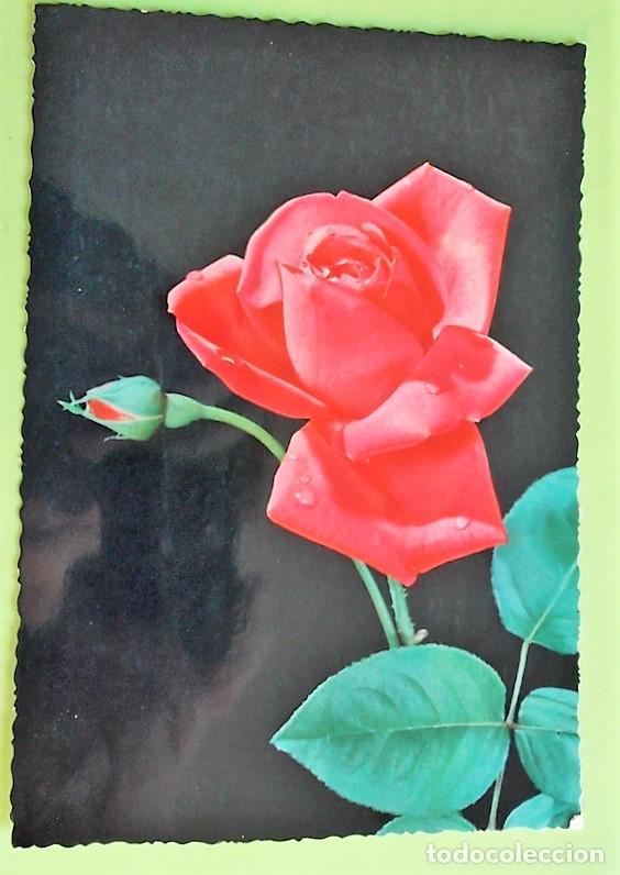Postales: CyZ. Rosa roja y capullo. Usada. Color - Foto 1