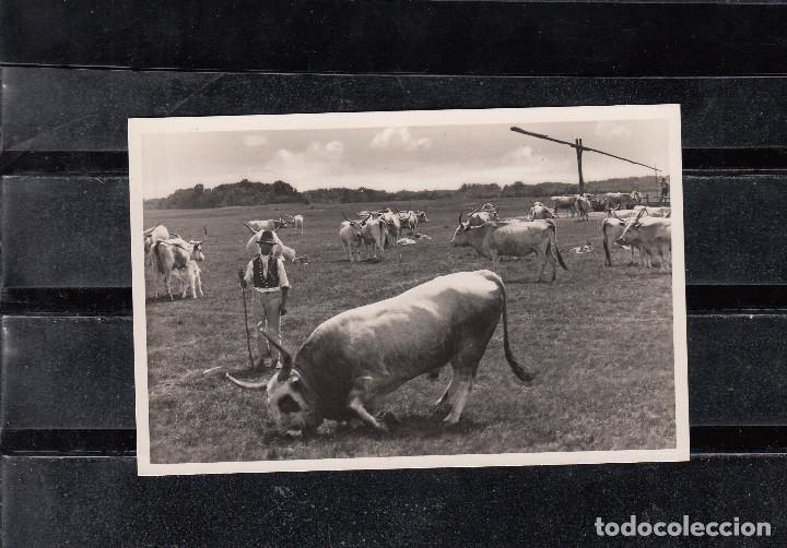 Postales: KECSKEM&Eacute;T-BUGAC. EL TORO FURIOSO - Foto 1