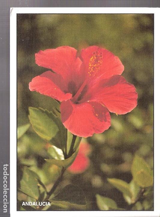 Postales: Hibisco, Rosa de China, Pac&iacute;fico, Cardenales. Andalucia Coleccion de Arte. Flores. Tem&aacute;tica.