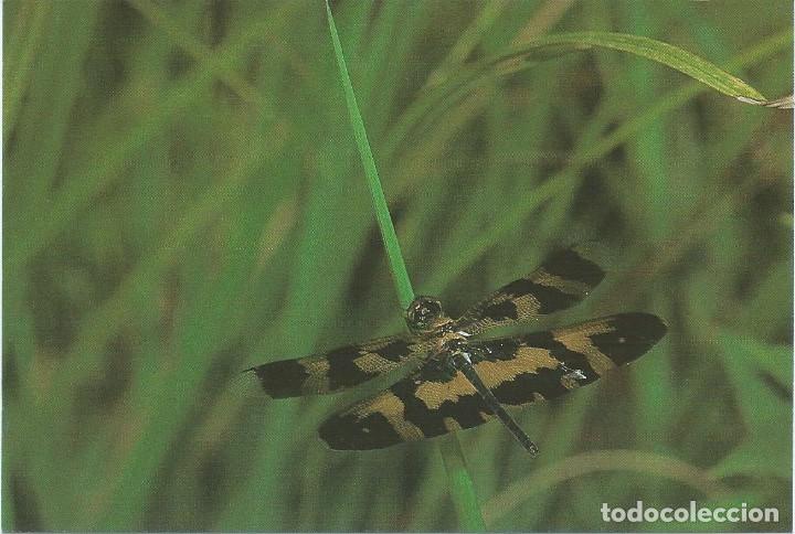 Postales: POSTAL. LIB&Eacute;LULA/DRAGONFLY. INSECTOS/INSECTS. FAUNA. ANIMALES/ANIMALS.