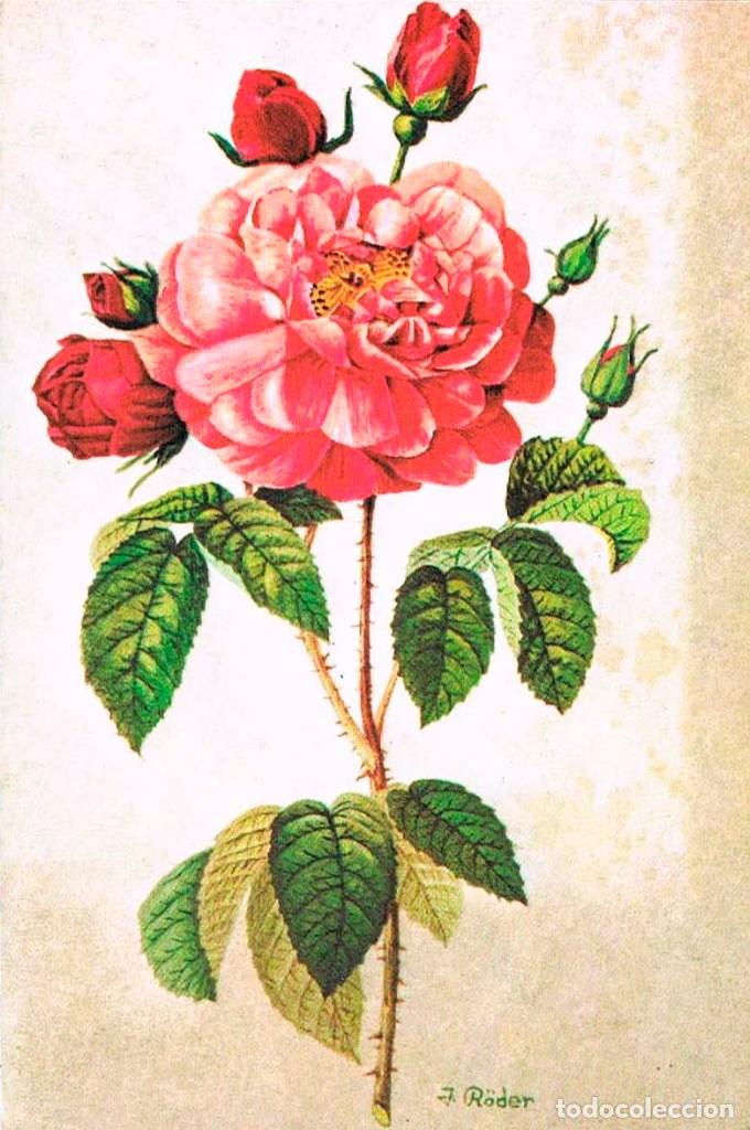 Postales: Rosas - Foto 1